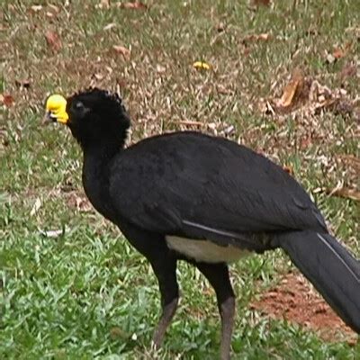 Great Curassow (Crax rubra) :: BirdWeather