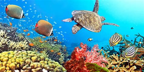 Underwater, reef, fishes, ocean, coral, turtle, tropical, HD wallpaper ...