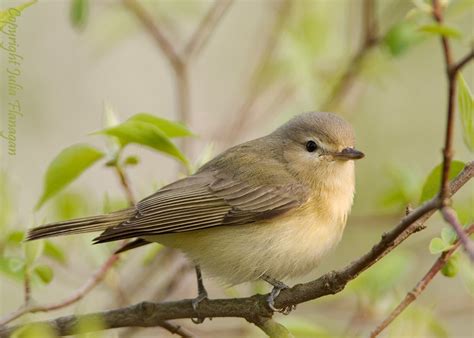 Warbling Vireo