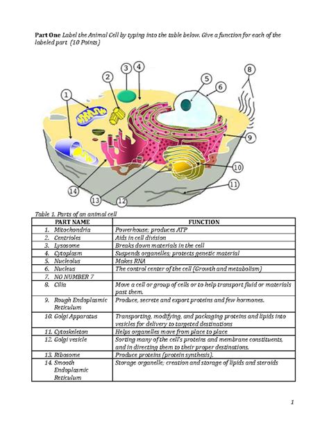 Animal Cell Diagram And Functions