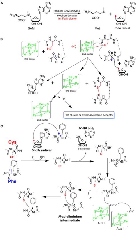 | Proposed mechanisms for thioether bond formation in sactipeptide ...