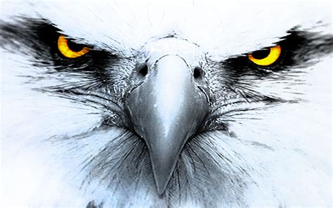 336 Eagle Wallpapers | Eagle Backgrounds | Eagle drawing, Eagle ...