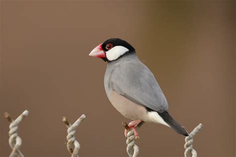 Java Sparrow - Java Finch Facts | Pet | Lifespan - Bird Baron