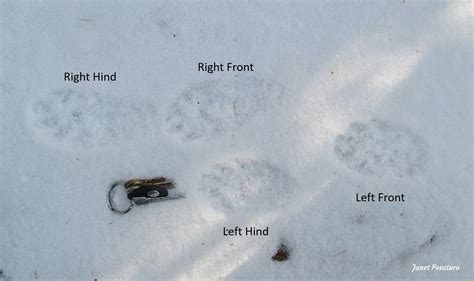 Fisher Tracks and Sign - Winterberry Wildlife