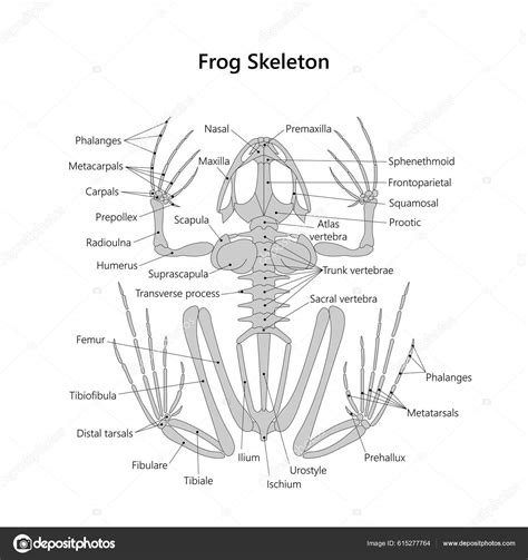 Frog Skeletal System White Background Stock Photo by ©AStepBioMed 615277764