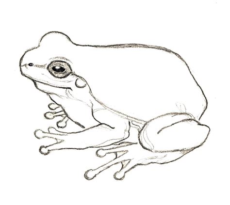 Pepe Frog Drawing at GetDrawings | Free download