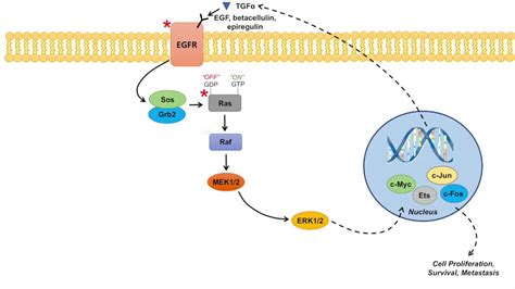 Mapk Signaling Pathway