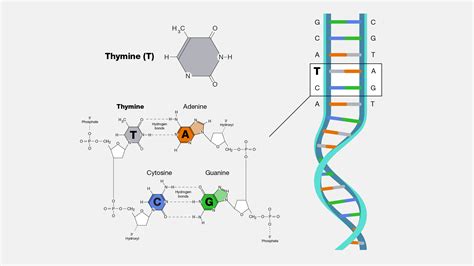 Thymine