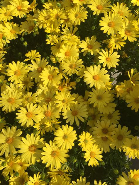 Aesthetic Yellow Daisy References – Mdqahtani