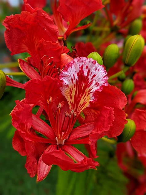 Poinciana Flower | Shutterbug