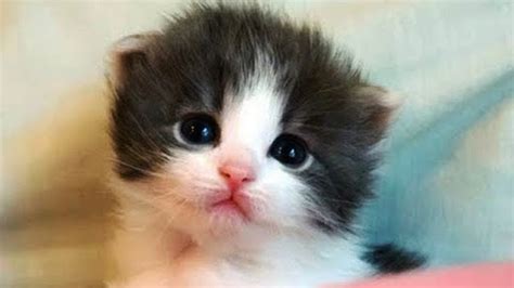 11+ Terbaru Cutest Cat On Earth