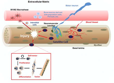 Skeletal Muscle Stem Cells: Effects of Aging and Metabolism on Muscle ...