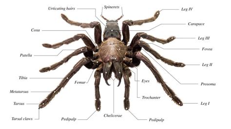 Spider Anatomy 101: A Look At The Different Parts Of A Spider - Earth Life