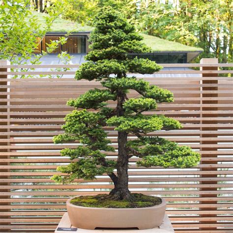 New bonsai display at the Portland Japanese Garden - Bonsai Tonight