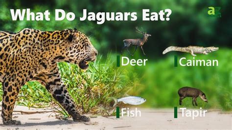 What Do Jaguars Eat? Their Diverse Diet, Explained - IMP WORLD