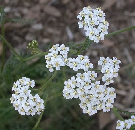 Flower Homes: Achillea Flowers