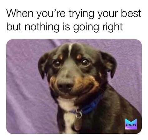 When You're Trying Your Best But Nothing Is Going Right - Dog Meme ...