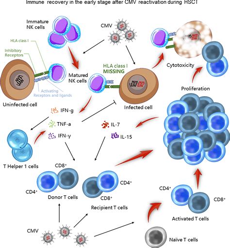 Frontiers | Diagnosis and treatment for the early stage of ...