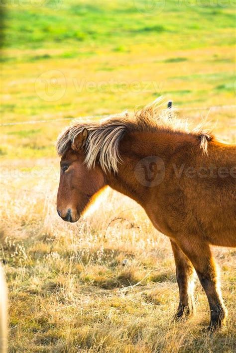 Icelandic horse live in farm 12663040 Stock Photo at Vecteezy