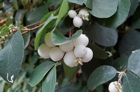 Symphoricarpos - Trees and Shrubs Online