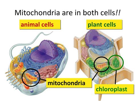 PPT - Mitochondria are in both cells !! PowerPoint Presentation, free ...