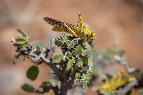 Tackling a Locust Plague in the 21st Century: A Sustainability Issue