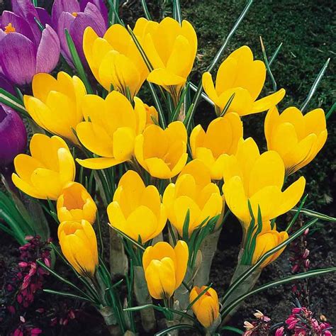 Crocus Yellow Mammoth - Crocus - Out of Season Bulbs - Flower Bulbs and ...