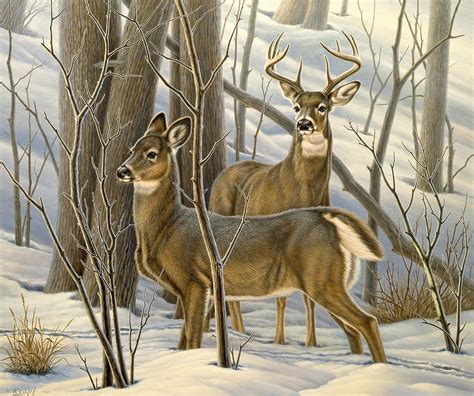 Ready - Whitetail Deer Painting by Paul Krapf - Pixels