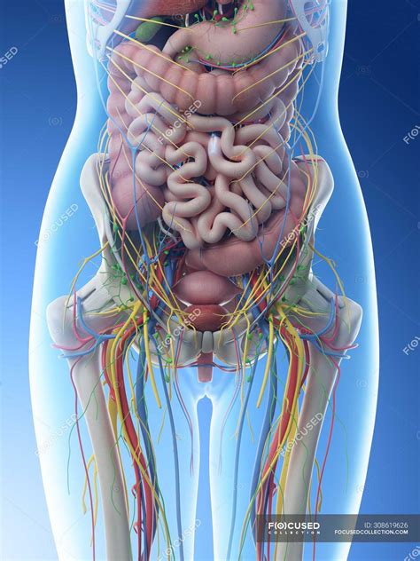 Female abdominal anatomy and internal organs, computer illustration ...