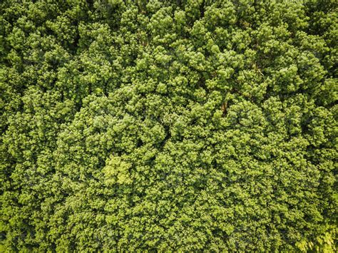 Aerial view forest tree environment forest nature background, Texture ...