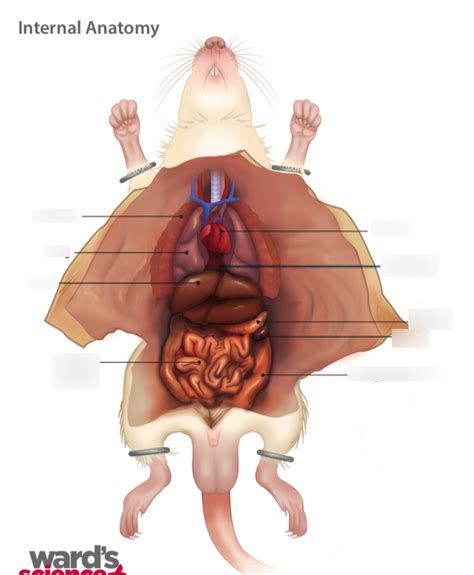 Internal Anatomy of a Rat Diagram | Quizlet