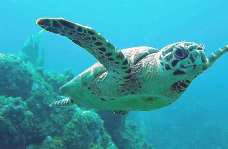 Amazing Facts about the Hawksbill Sea Turtle| OneKindPlanet Education