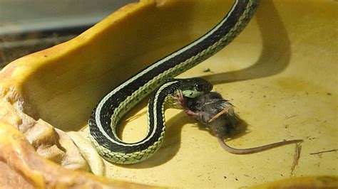 Garter Snake Eating Mouse