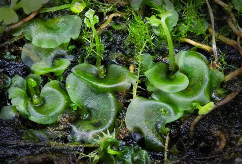 Fern gametophytes and developing sporophytes | The gametophy… | Flickr