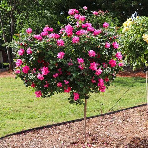 Pink Knock Out Rose Trees for Sale – FastGrowingTrees.com