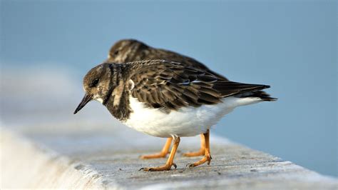 Bird Turnstone Ornithology - Free photo on Pixabay - Pixabay