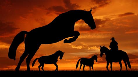 Horse In The Sunset | Horse silhouette, Horses, Horse pictures