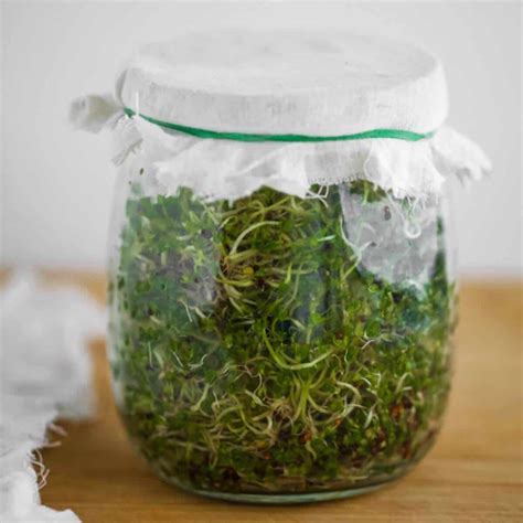 How to Grow Broccoli Sprouts (jar method) - flourishingkitchen.com