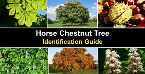 Horse Chestnut Tree Bark