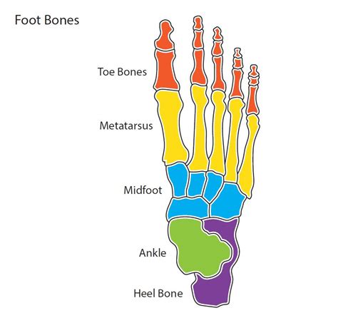 Foot Bone Diagram - resource - Imageshare