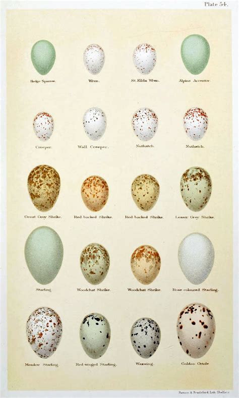 Bird In Everything: Cardinal Bird Eggs