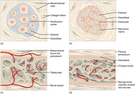 Bone Formation and Development · Anatomy and Physiology