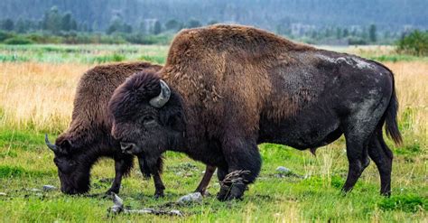 Discover the Largest Bison Ever Caught in Arizona