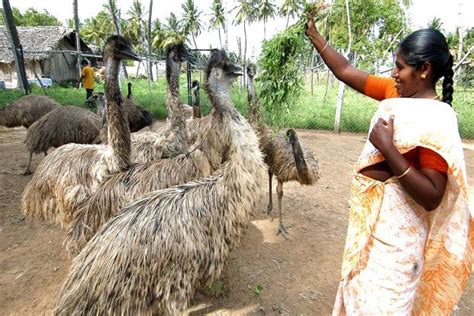 Thousands of emus to be culled; few takers for meat - Livemint