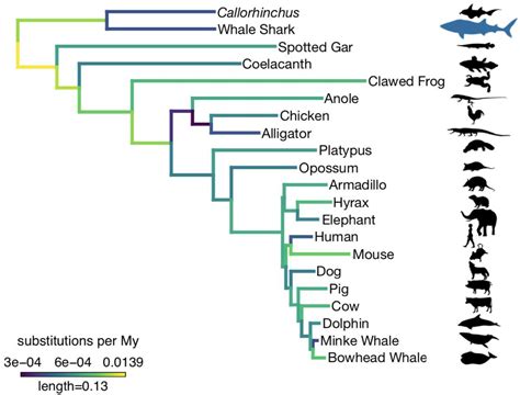 The whale shark genome reveals patterns of vertebrate gene family ...