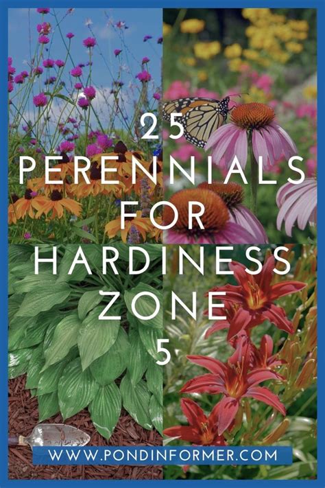 25 Perennials for Hardiness Zone 5 (Easy Care Picks) in 2024 ...