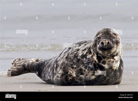 gray seal (Halichoerus grypus), lying at beach, Germany Stock Photo - Alamy