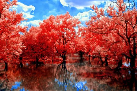 Red Tree Wallpapers - Top Free Red Tree Backgrounds - WallpaperAccess