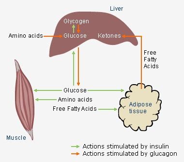 Figure 1, Action of glucagon and insulin on the liver, muscle, and ...