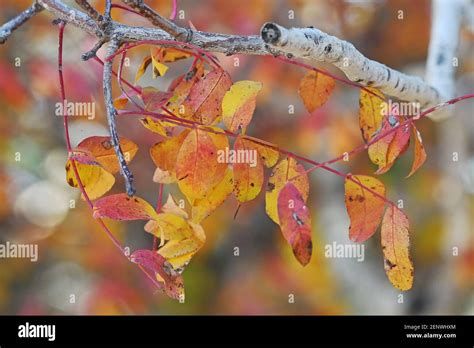 Terebinth tree hi-res stock photography and images - Alamy